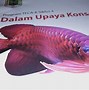 Slot Baru Ikan Arwana Up Berapa Harganya